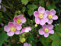 Blumen 013.webp Blumen 013.webp