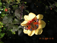 Blumen 014.webp Blumen 014.webp