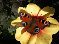 Blumen 015.webp Blumen 015.webp