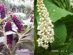 Phytolacca.jpg