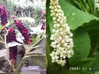 Phytolacca.webp