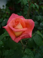 doris tystermann f5.webp