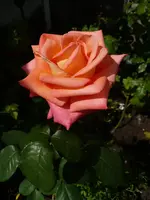 doris tystermann y1.webp