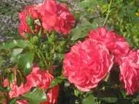 028.webp