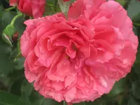 027.webp