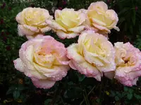 P1000456.webp
