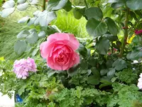 ALIM0250.webp