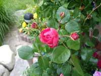 ALIM0251.webp