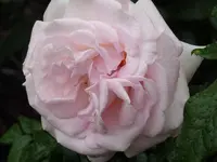 P1000483.webp