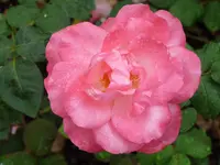 P1000480.webp