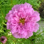 Cosmea 2.webp