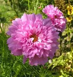 Cosmea.webp