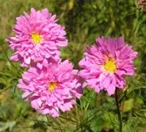 Cosmea 1.webp