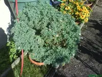Garten 30.09.09 001 [640x480].webp