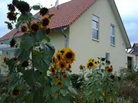 Sonnenblumen bluehen noch.webp