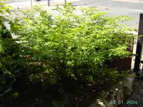 PICT2294.webp