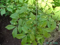 PICT2295.webp