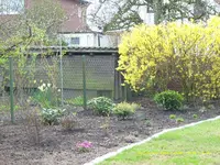 April 09, Forsythie.webp