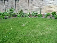 Ende Mai, Staudenbeet.webp