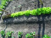 Ende Mai, Salat.webp