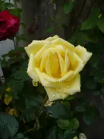 casanova.webp