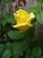 casanova10071.webp