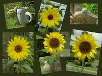 Sonnenbl.&Schnecken v.webp