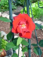 Ende Juni, Rose Santana.webp