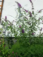 Juli, Sommerflieder im Steinbeet.webp