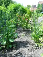 Juli, Hecke hinten.webp
