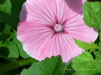 Bechermalve.webp