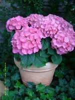 Hortensie im Topf.webp