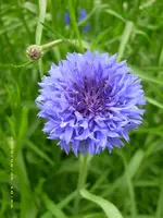 Kornblume.webp