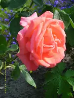 Rose.webp