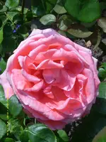 Rose 2.webp