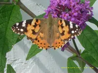 Schmetterling auf Flieder.webp