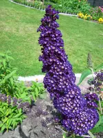 Sommerflieder.webp