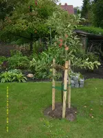 Apfelbaum.webp