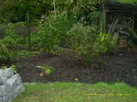 Beet hinten.webp
