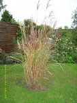 Miscanthus.JPG