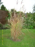 Miscanthus.webp