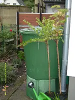 Obststämmchen.webp