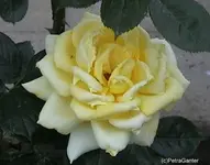 gagelberose.webp