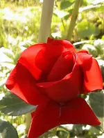 DSC00009.webp