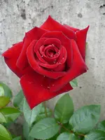 ingrid bergman10074.webp