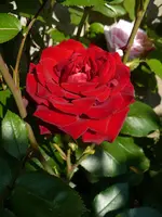 ingrid bergmann r4.webp