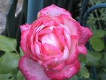 DSC00043.JPG