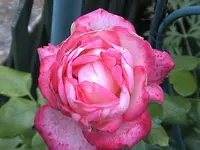 DSC00043.webp