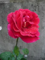 herz dame 01082a.webp