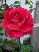 herz dame 01084.webp